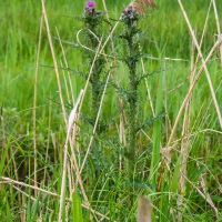Cambridge Society visit to Wicken Fen