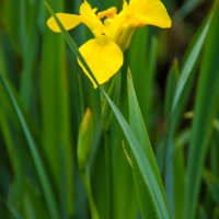 Cambridge Society visit to Wicken Fen