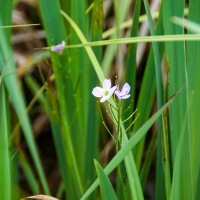 Cambridge Society visit to Wicken Fen