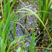 Cambridge Society visit to Wicken Fen