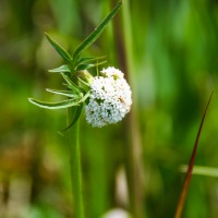 Cambridge Society visit to Wicken Fen