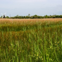 Cambridge Society visit to Wicken Fen