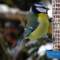 Blue Tit on the feeder