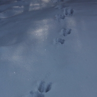 Home, Snow scene at Christmas