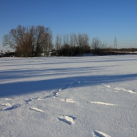 Field pond