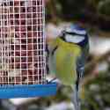 Blue Tit on the feeder