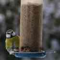 Blue Tit on the feeder