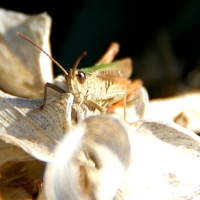 Cricket insect (bug), 2010