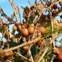 Oak apples , 2010