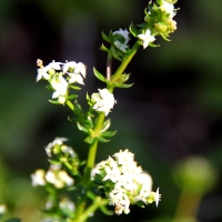 A no-idea Guernsey plant, 2010