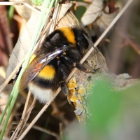 Guernsey bee, 2010