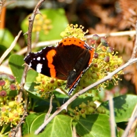 Red Admiral butterfly, Guernsey, 2010