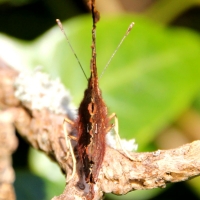 Comma butterfly, Guernsey, 2010