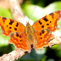 Comma butterfly, Guernsey, 2010