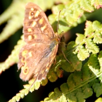 Wall Brown butterfly, Guernsey, 2010
