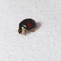 Ladybird on Carol, 2010