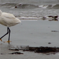 Egret, Vazon Bay, Guernsey, 2010