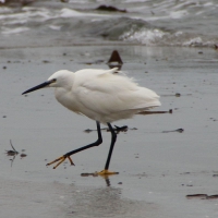 Egret, Vazon Bay, Guernsey, 2010