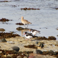 Curlew and Oyster Catchers, Baie des Pequeries, Guernsey, 2010