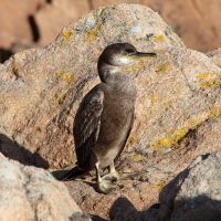 Young Shagrant at Albecq, Guernsey 2010