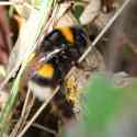 Guernsey bee, 2010