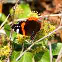 Red Admiral butterfly, Guernsey, 2010