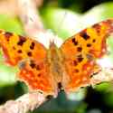 Comma butterfly, Guernsey, 2010