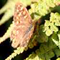 Wall Brown butterfly, Guernsey, 2010