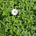 White Flower, Guernsey, 2010