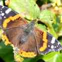 Chewed Red Admiral, 2010
