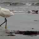 Egret, Vazon Bay, Guernsey, 2010