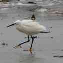 Egret, Vazon Bay, Guernsey, 2010