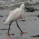 Egret, Vazon Bay, Guernsey, 2010