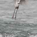 Egret, Vazon Bay, Guernsey, 2010