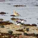 Curlew and Oyster Catchers, Baie des Pequeries, Guernsey, 2010