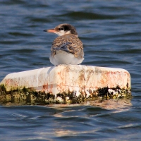 Ranworth Broad