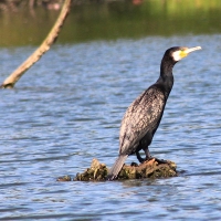 Ranworth Broad