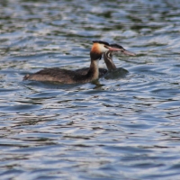 Ranworth Broad