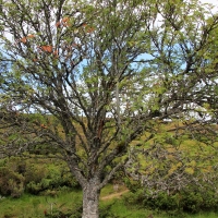 Cairngorms National Park