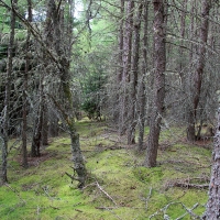 Cairngorms National Park