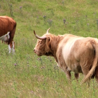 Cairngorms National Park