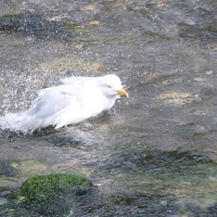 Boscastle