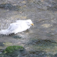 Boscastle