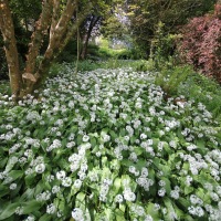 Cambridge Society Visit to Dunster