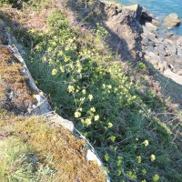 Cambridge Society and Lundy Island