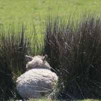 Cambridge Society and Lundy Island