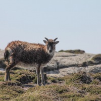 Cambridge Society and Lundy Island