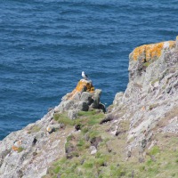 Cambridge Society and Lundy Island