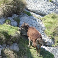 Cambridge Society and Lundy Island