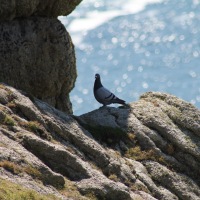 Cambridge Society and Lundy Island